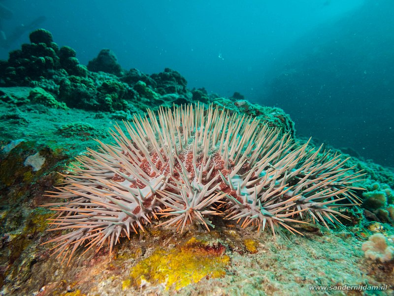 Doornenkroonzeester, , Laom Thian pinnacle, Koh Tao, Thailand, July 2012Crown-of-thorns starfish (Acanthaster planci)