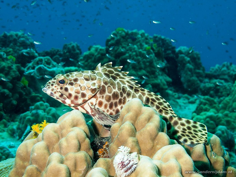 Tandbaars, , White Rock, Koh Tao, Thailand, July 2012Longfin grouper (Epinephelus quoyanus)