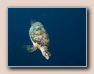 , Bonaire, Mei 2009