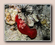 Hexabranchus sanguineus, Lighthouse, Dahab, Egypte, mei 2005