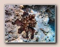 Octopus cyaneus, The Canyon, Dahab, Egypte, mei 2005