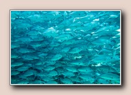 , Barracuda Point, Pulau Sipadan, Malaysia, augustus 2014