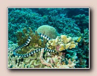 Laticauda colubrina, Fukui, Bunaken NP