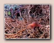 Oxycirrhites typus, Likuan I, Bunaken NP