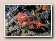 Cyclichthys orbicularis, Lipi, Straat van Lembeh