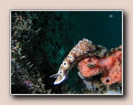 Naaktslak, Nudi Falls, Straat van Lembeh