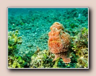 Antennarius pictus, Serena, Straat van Lembeh