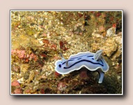 Naaktslak, Nudi Retreat, Straat van Lembeh