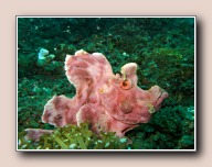 Rhinopias eschmeyeri, Air Prang, Straat van Lembeh