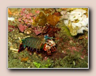 Odontodactylus scyllarus, Rumah Inda, Straat van Lembeh