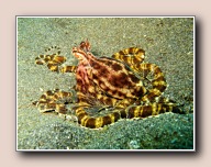 Thaumoctopus mimicus, Jahir, Straat van Lembeh