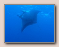 Manta birostris vliegt over, Similan #8 Fantasea, Thailand, november 2006