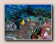 Amphiprion clarkii, Similan #3 Shark Fin Reef, Thailand, november 2006