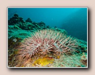 , Laom Thian pinnacle, Koh Tao, Thailand, July 2012