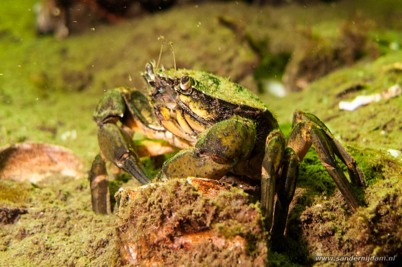 Strandkrab, Shore crab, Carcinus maenas, gemaal Dreischor, Nederland, april 2011