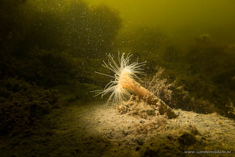 Weduweroosje, Sagartiogeton undatus, Scharendijke, Nederland, mei 2016