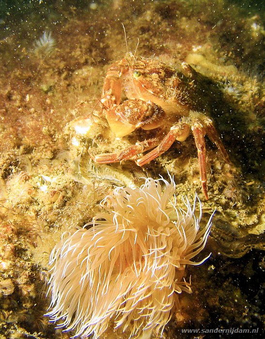 Gewimperde zwemkrab met zeeanjelier, Liocarcinus arcuatus, Scharendijke, Nederland, juni 2007