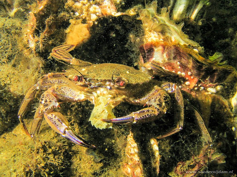 Fluwelen zwemkrab, Necora puber, Scharendijke, Nederland, juni 2008