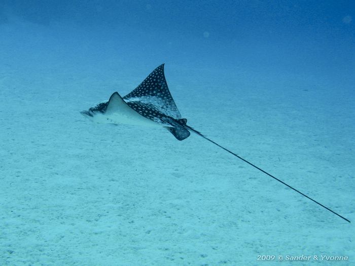 Spotted Eagle Ray (Aetobatus narinari), The Lake, Bonaire