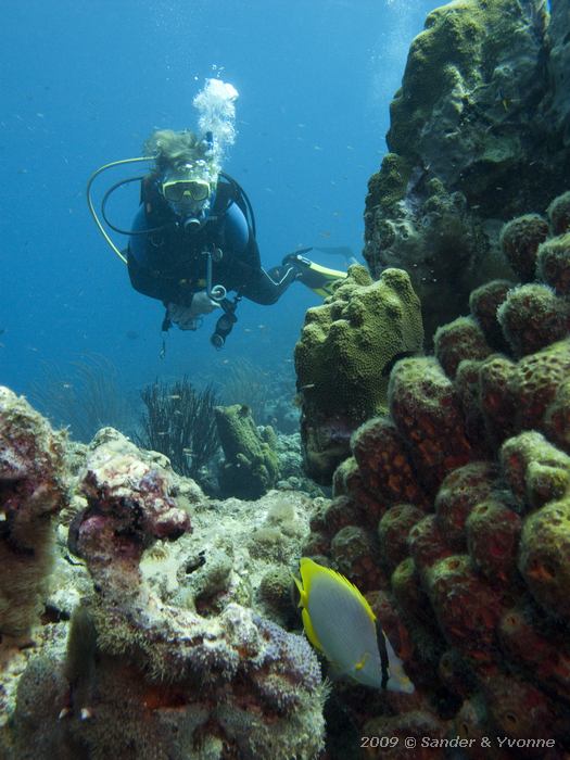 Yvonne with Spotfin butterflyfish (Chaetodon ocellatus), The Lake, Bonaire