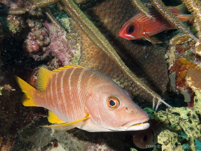 Schoolmaster (Lutjanus apodus), Margate bay, Bonaire