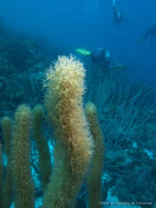 Porous Sea Rods (Pseudplexaura spp.), Oil Slick Leap, Bonaire