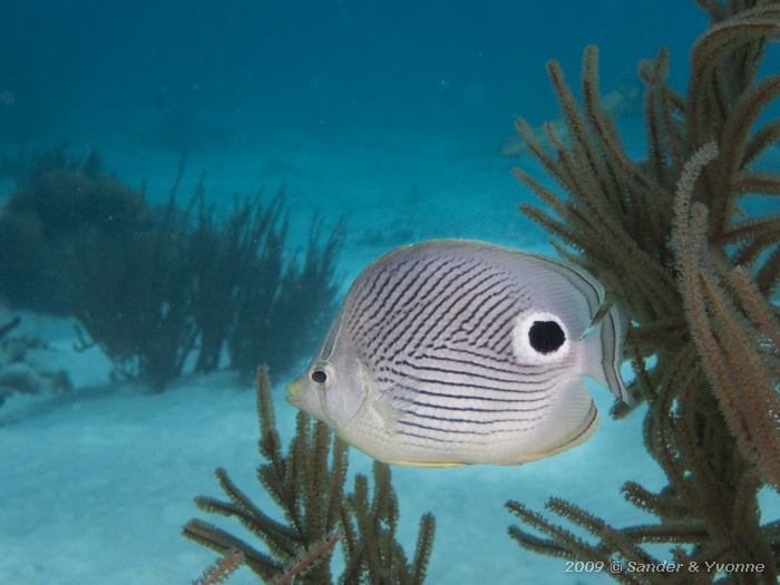 Foureye butterflyfish (Chaetodon capistratus), Tolo, Bonaire