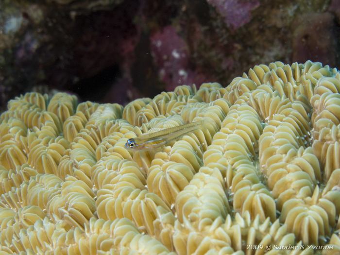 Peppermint Goby (Coryphopterus lipernes) on Maze Coral (Meandrina meandrites), Red Beryl, Bonaire