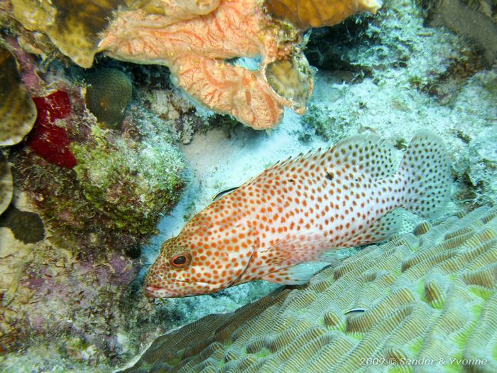 Graysby (Cephalopholis cruentata), Andrea I, Bonaire