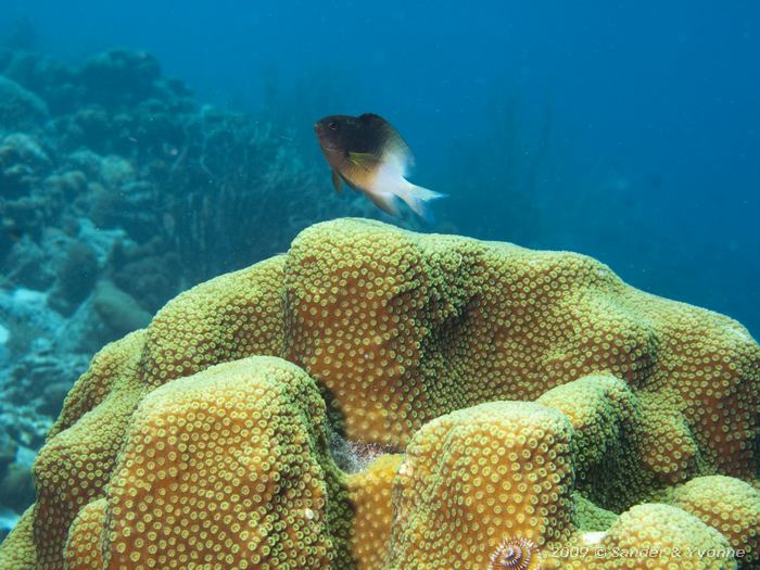 Bicolor Damselfish (Stegastes partitus), Andrea I, Bonaire