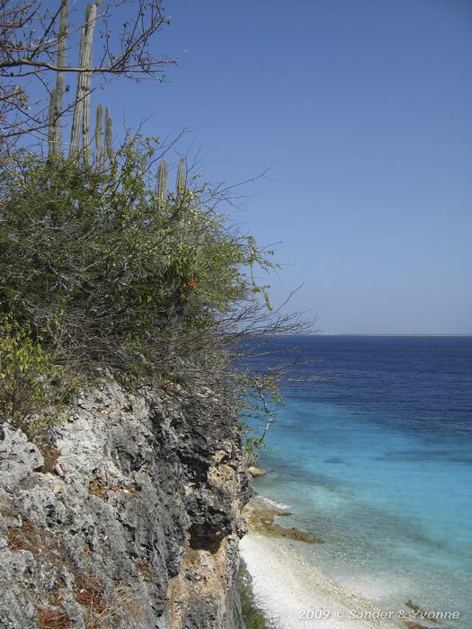 Cactus and blue water