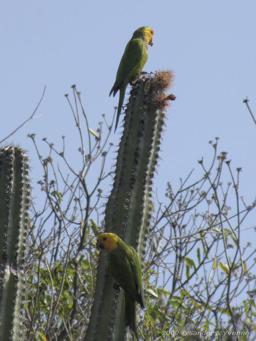 Carribean Parakeets (Aratinga pertinax)