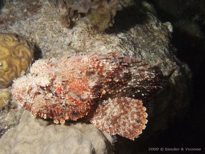 Spotted Scorpionfish (Scorpaena plumieri), Punt Vierkant, Bonaire