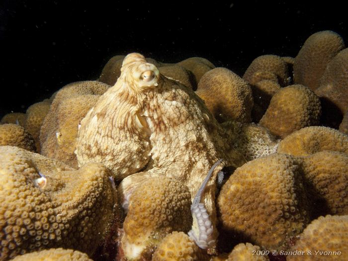 Common Octopus (Octopus vulgaris), Punt Vierkant, Bonaire