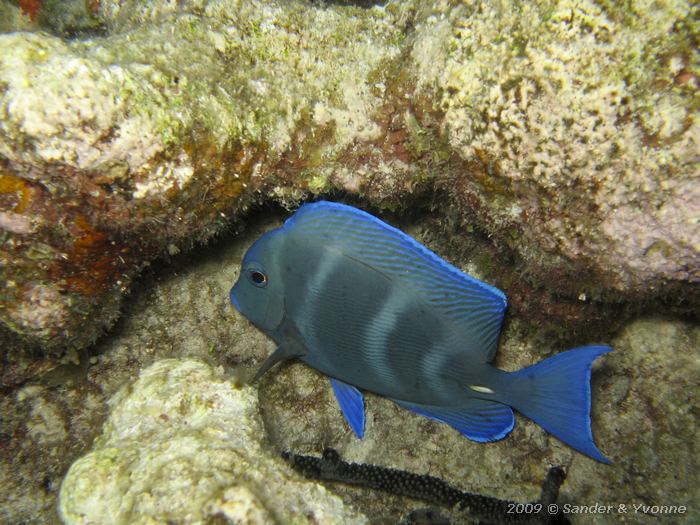 Blue Tang (Acanthurus coeruleus), Punt Vierkant, Bonaire