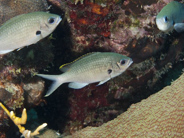 Brown Chromis (Chromis multilineata), Salt City, Bonaire