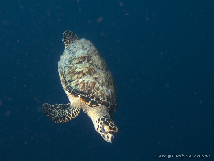 Young Hawksbill Turtle (Eretmochelys imbriocota), Salt City, Bonaire