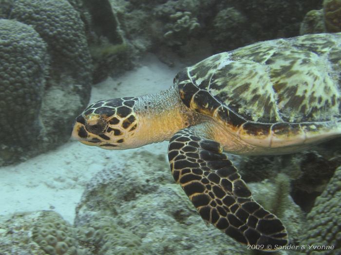 Young Hawksbill Turtle (Eretmochelys imbriocota), Salt City, Bonaire