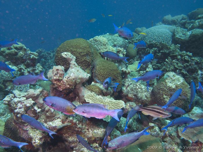 Creolefish (Paranthias furcifer), Angel City, Bonaire