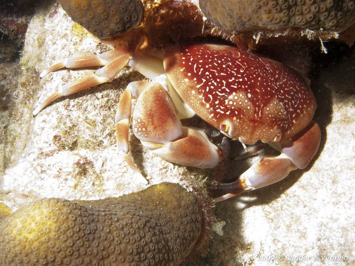 Batwing Coral Crab (Carpilius corallinus), Angel City, Bonaire