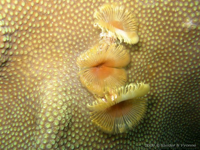 Split-Crown Feather Duster (Anamobaea orstedii), Angel City, Bonaire