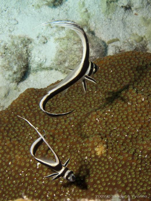 Juvenile Spotted Drum (Equetus punctatus), Jeff Davis Memorial, Bonaire