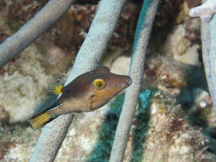 Sharpnose puffer (Canthigaster rostrata), Jeff Davis Memorial, Bonaire