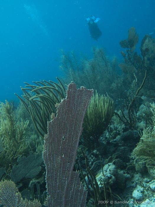 Venus Sea Fan (Gorgonia flabellum), Red Slave, Bonaire