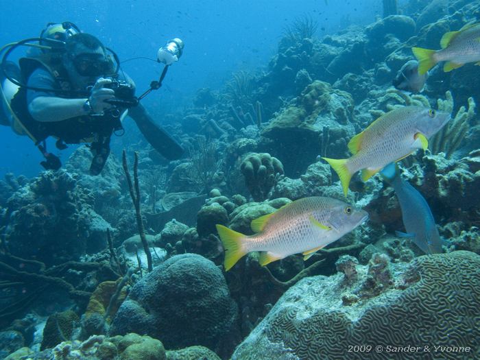 Schoolmasters (Lutjanus apodus) with Tako Jan, Jeannnies Glory, Bonaire