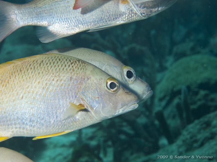 Schoolmaster (Lutjanus apodus), Jeannnies Glory, Bonaire