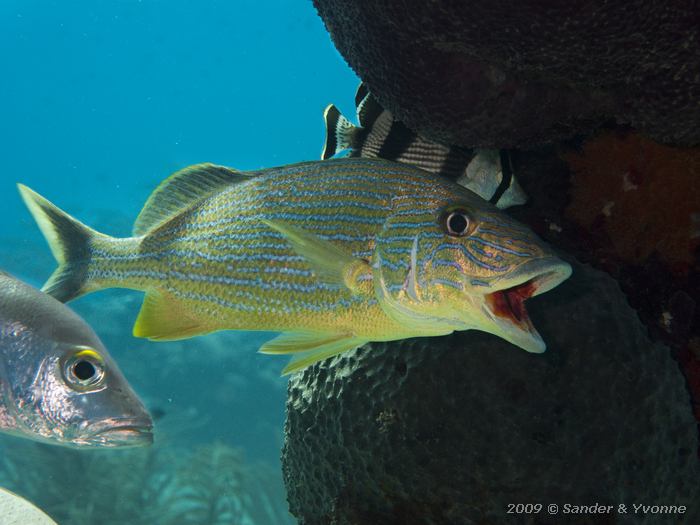 Bluestriped Grunt (Haemulon sciurus), Jeannnies Glory, Bonaire