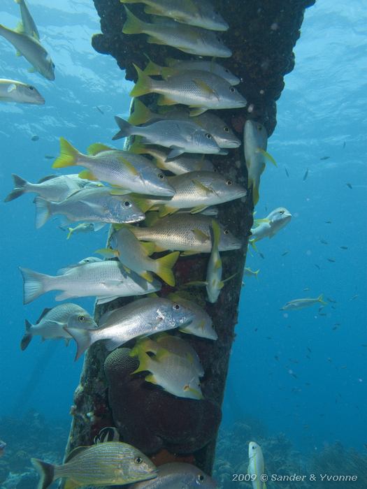 Various Grunts and Snappers, Jeannnies Glory, Bonaire