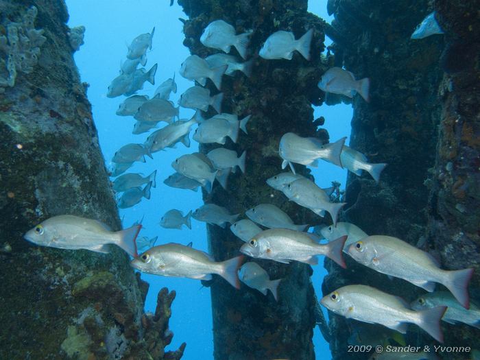 Mahogany Snappers (Lutjanus mahogoni), Jeannnies Glory, Bonaire