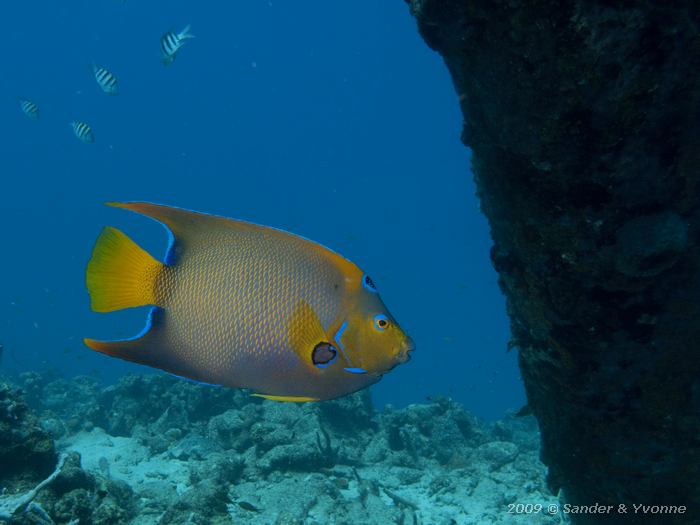 Queen Angelfish (Holacanthus ciliaris), Jeannnies Glory, Bonaire